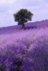 L'Occitane iz Provanse je vrhunska francuska kozmetika s prirodnim sastojcima