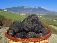 U lov na Njegovo veličanstvo tartuf... od rujna do prosinca...