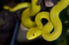 U zagrebački Zoo vrt stigle egzotične zmije otrovnice