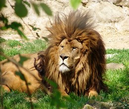 Zoološki vrt i akvarij grada Osijeka najveći je zoološki vrt u Hrvatskoj