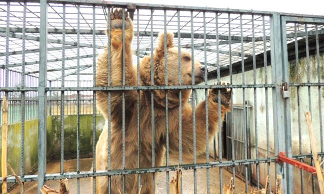 Upoznajte privatni zoološki vrt i azil za divlje životinje Milec