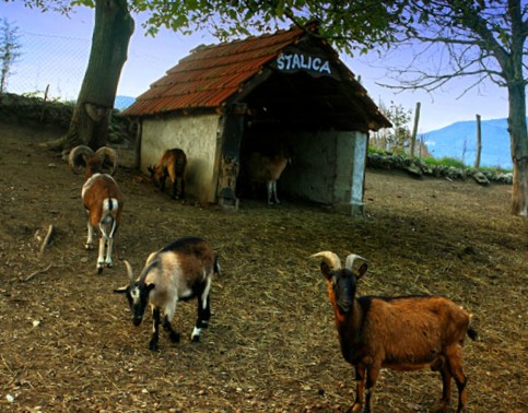 Jednodnevni izlet u Zagorje - domaće životinje, priroda i purica z mlincima