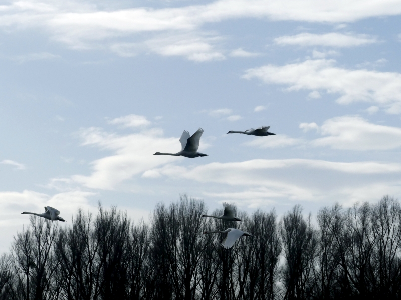 Park prirode Kopački rit i vina Podunavlja: izlet koji spaja prirodu i čašu vina