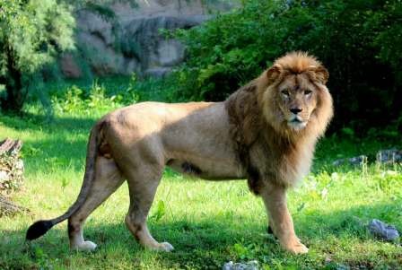 U zagrebački  ZOO stigao veličanstven par afričkih lavova