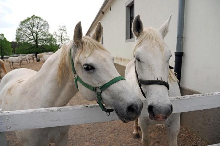 Vikend bijeg  i druženje konjima u Lipici,  jednoj od najposebnijih destinacija u...