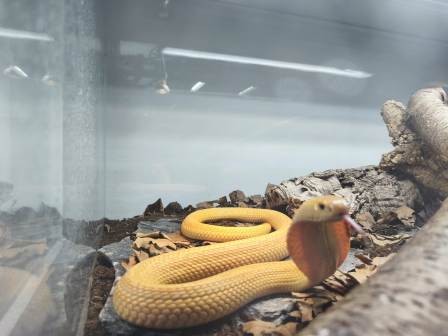 Dan divljih vrsta: Pet čančara i dvije monokl kobre – oduzela ih carina, zbrinuo...